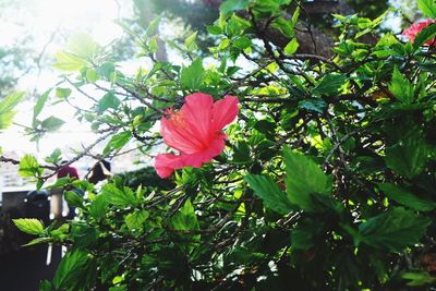 Close-up of pink flower blooming against sky