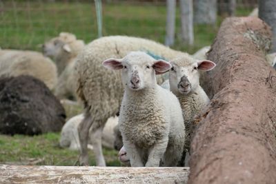 Portrait of sheep standing in field