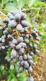 Close-up of grapes