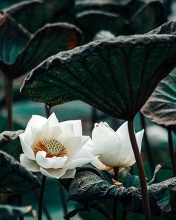 Close-up of white flowering plant