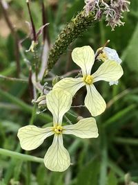 Close-up of insect on flower