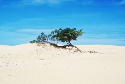 Tree on sand dune in desert against blue sky