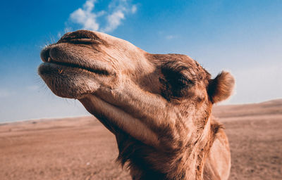 Close-up of a camel on landscape