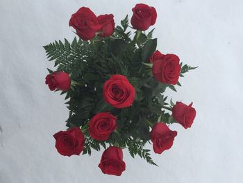 Close-up of red rose over white background