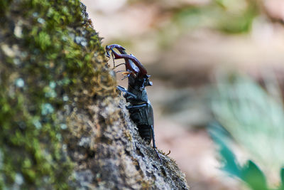 The european stag beetle lucanus cervus