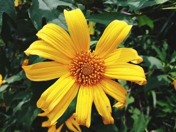 Close-up of yellow flower