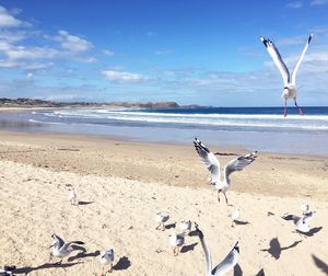 Seagulls on beach