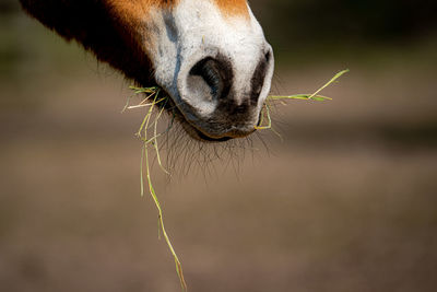 Close-up of horse