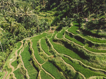 High angle view of agricultural field