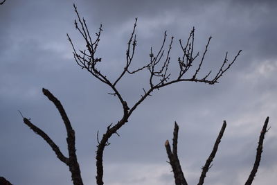 Low angle view of silhouette bare tree against sky