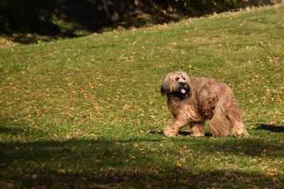 Dog sitting on field