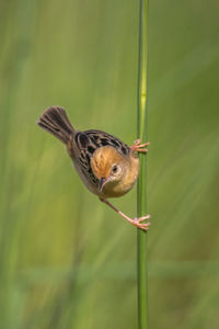 Close-up of bird perching on grass