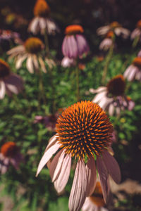Close-up of orange flower on field
