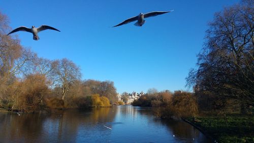 Low angle view of seagulls flying above river