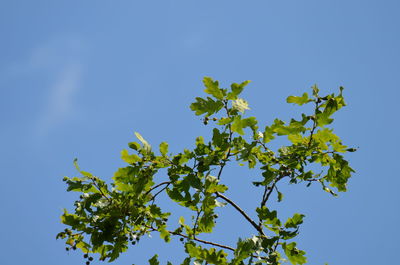 Low angle view of trees against blue sky