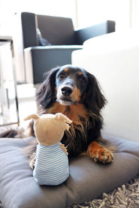 Close-up of dog sitting at home