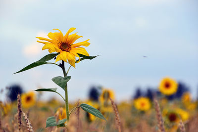 Close-up of sunflower blooming in park