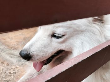 Close-up of dog