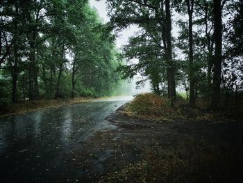 Road amidst trees in forest
