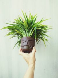 Midsection of person holding potted plant against wall