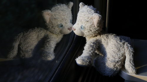 High angle view of cat toy