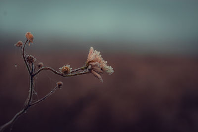 Close-up of wilted plant against blurred background