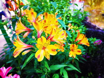 Close-up of yellow flowers blooming outdoors