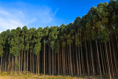Low angle view of eucalyptus trees in forest against sky