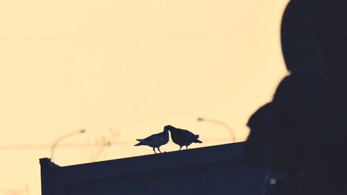 Low angle view of birds perching on tree