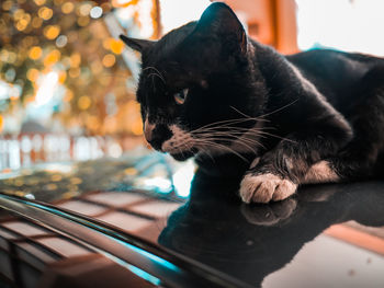 Close-up of a black cat