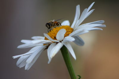 Close-up of bee pollinating flower