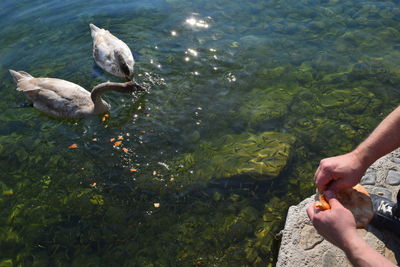 High angle view of man hand in lake