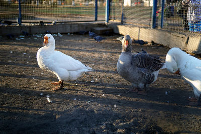 Birds perching on a land