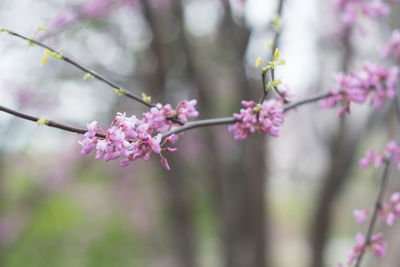 Close-up of pink cherry blossoms in spring