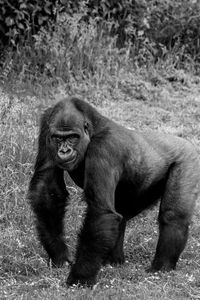 Lion sitting on field