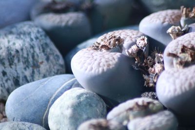 Close-up of shells on pebbles
