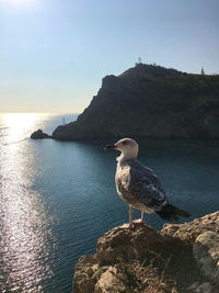 Seagull perching on rock in sea against sky