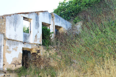 Plants growing on house wall