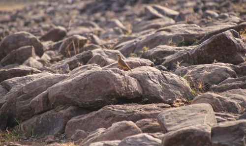 Close-up of lizard on rock