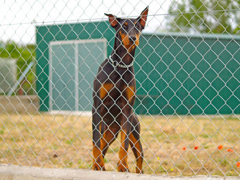 Horse seen through chainlink fence