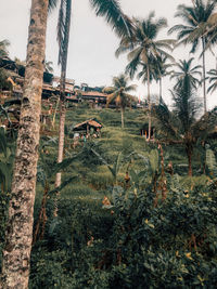 View of palm trees on field