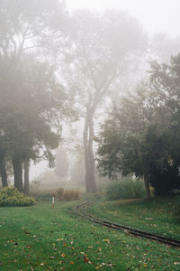 Scenic view of trees on field