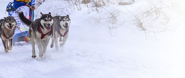 Dogs in harness pulling a sleigh competitions in winter on kamchatka