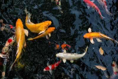 High angle view of koi carps swimming in lake