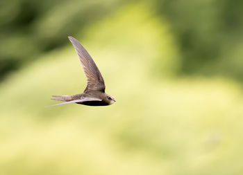 Close-up of bird flying against blurred background