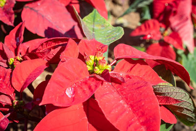 Close-up of red flowering plant