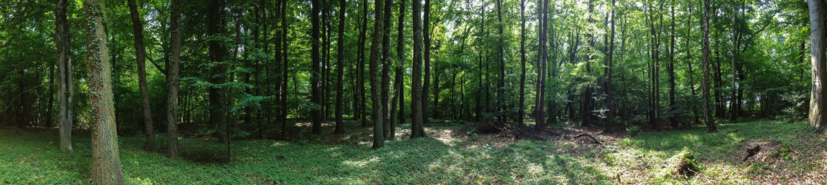 View of trees in forest