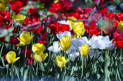 Close-up of yellow tulips