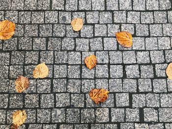 Autumn leaves fallen on street