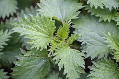 Full frame shot of leaves